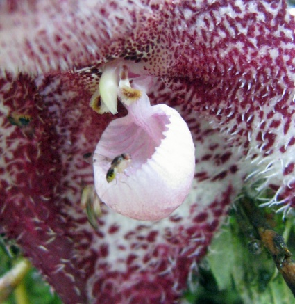 draculaorchidwithfly