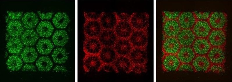livertissue